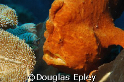 frogfish, a face only a mother could love, taken at wakatobi by Douglas Epley 